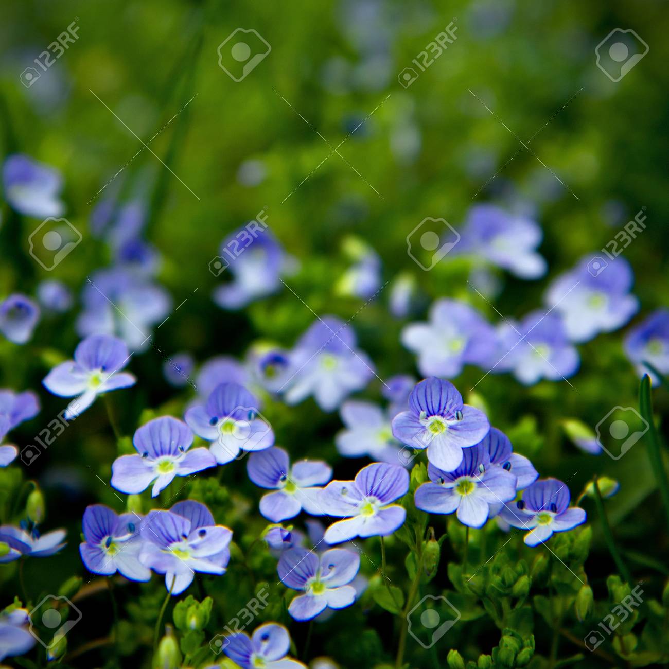 モスクワ地域 ロシアから一般的なヴェロニカの花 の写真素材 画像素材 Image