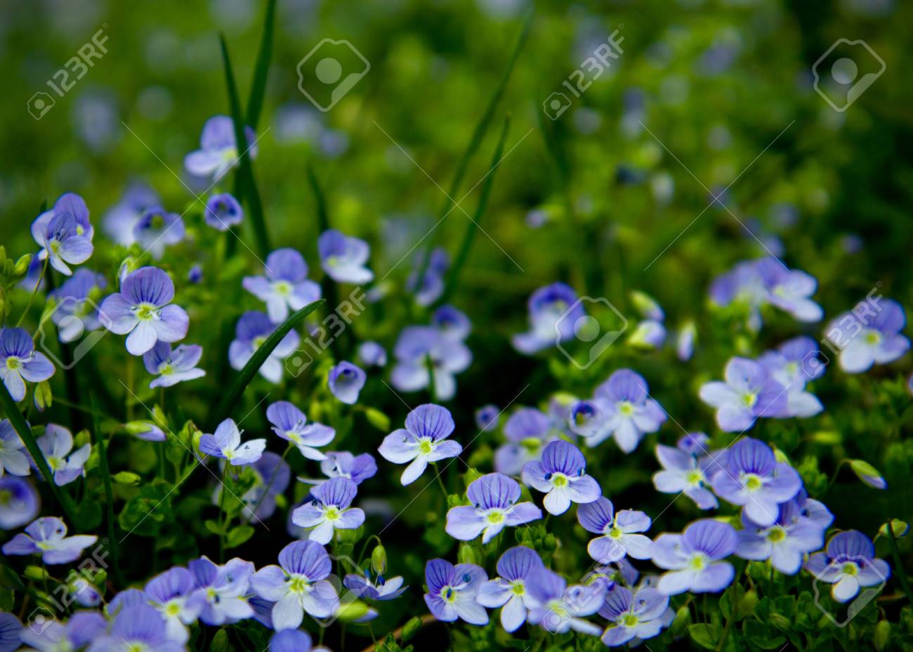 モスクワ地域 ロシアから一般的なヴェロニカの花 の写真素材 画像素材 Image モスクワ地域 ロシアから一般的なヴェロニカの花 の写真素材 画像素材 Image