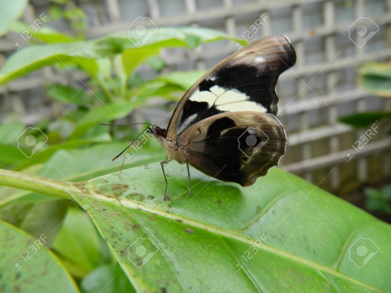 etiam-dictum-ipsum-a-felis