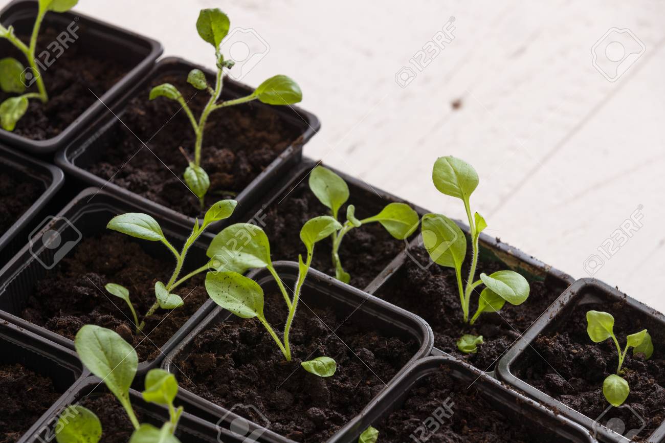 肥沃な土壌で成長している若い赤ん坊の植物をプラスチック容器に平面図です 農業であります マスクメロン成長している小さな白い背景のもやし 庭の野菜を育てます エコ の写真素材 画像素材 Image