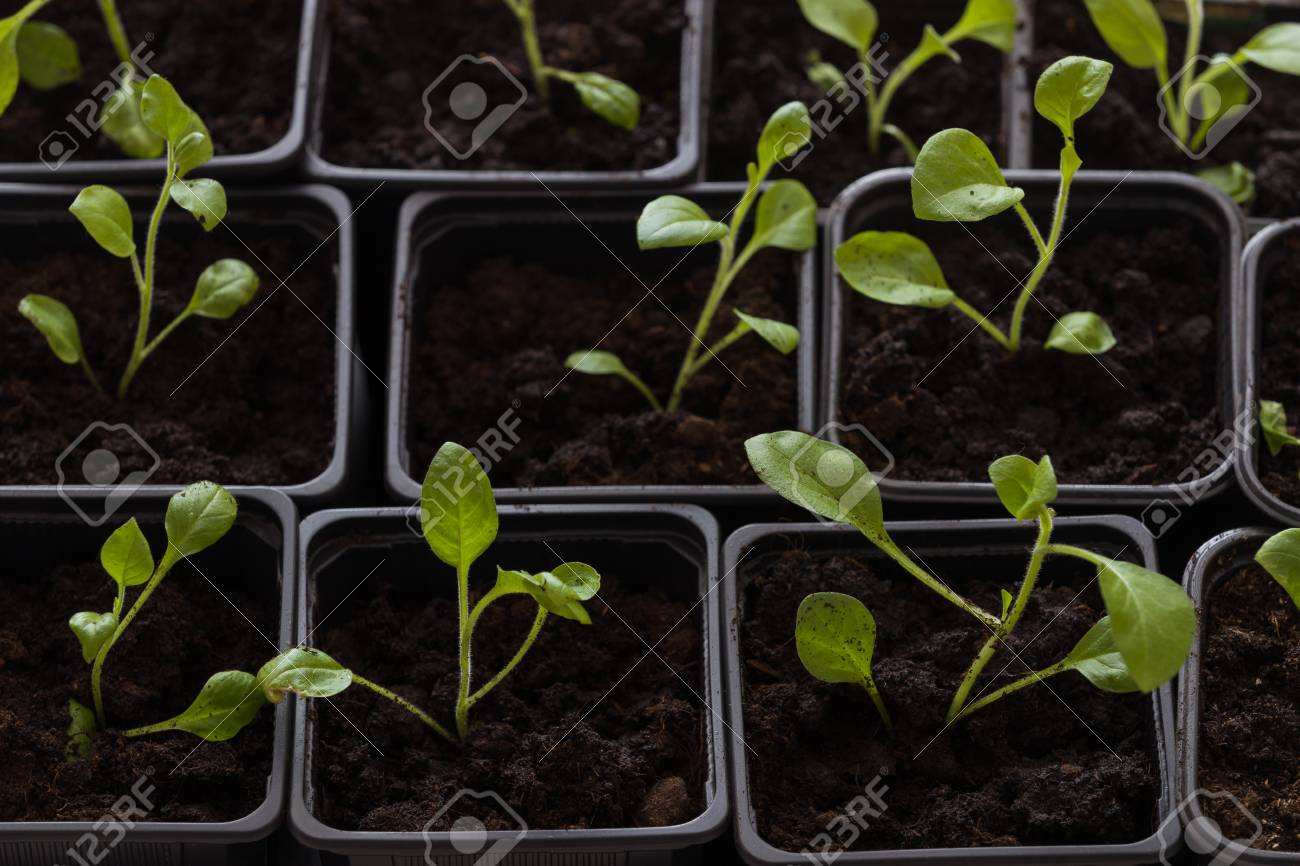 肥沃な土壌で成長している若い赤ん坊の植物をプラスチック容器に平面図です 農業であります マスクメロン成長している小さな白い背景のもやし 庭の野菜を育てます エコ の写真素材 画像素材 Image