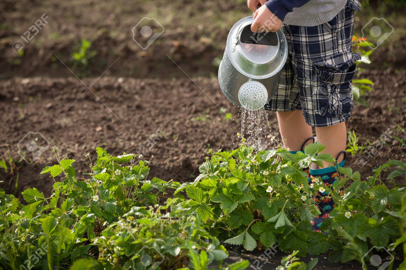かわいい男の子が庭で水まき缶が付いている植物に水をまきます 愛らしい小さな子供を野菜を育てる親を支援し 楽しい時を過します 屋外の子供たちとの活動 の写真素材 画像素材 Image