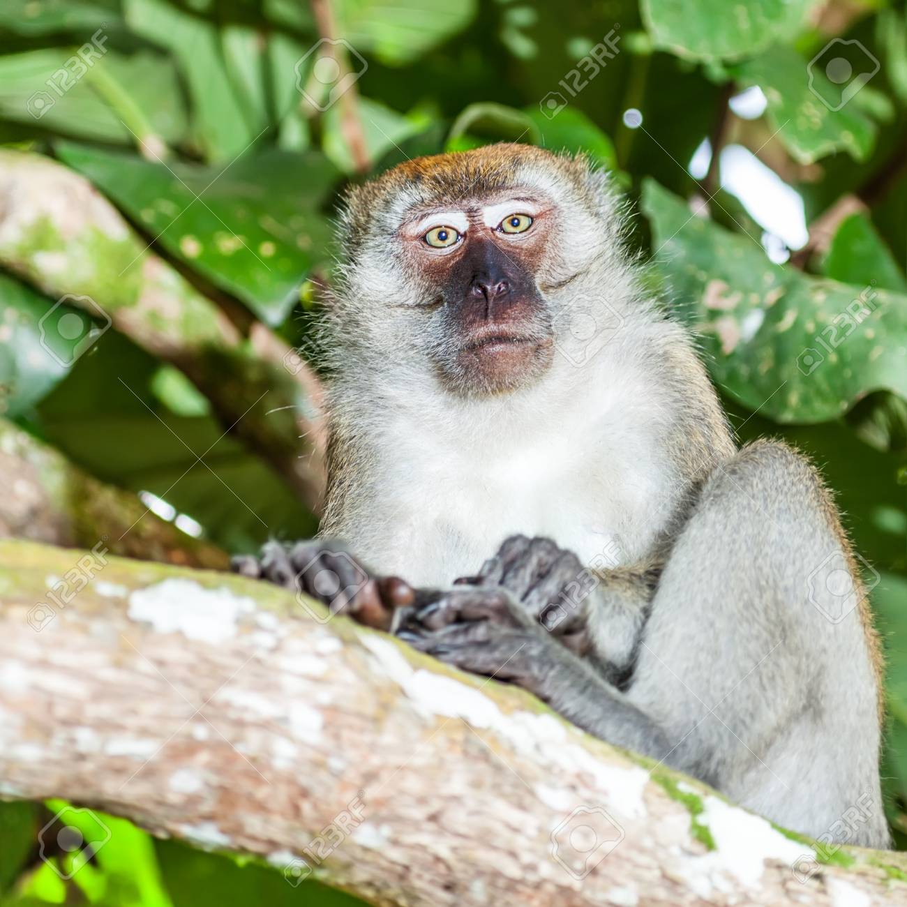 面白いサルの肖像画 の写真素材 画像素材 Image