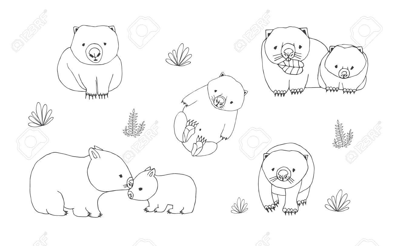 様々 なポーズのかわいい若いウォンバットのセットです カブと大人の動物 手には 輪郭線のベクトル図が描かれました のイラスト素材 ベクタ Image