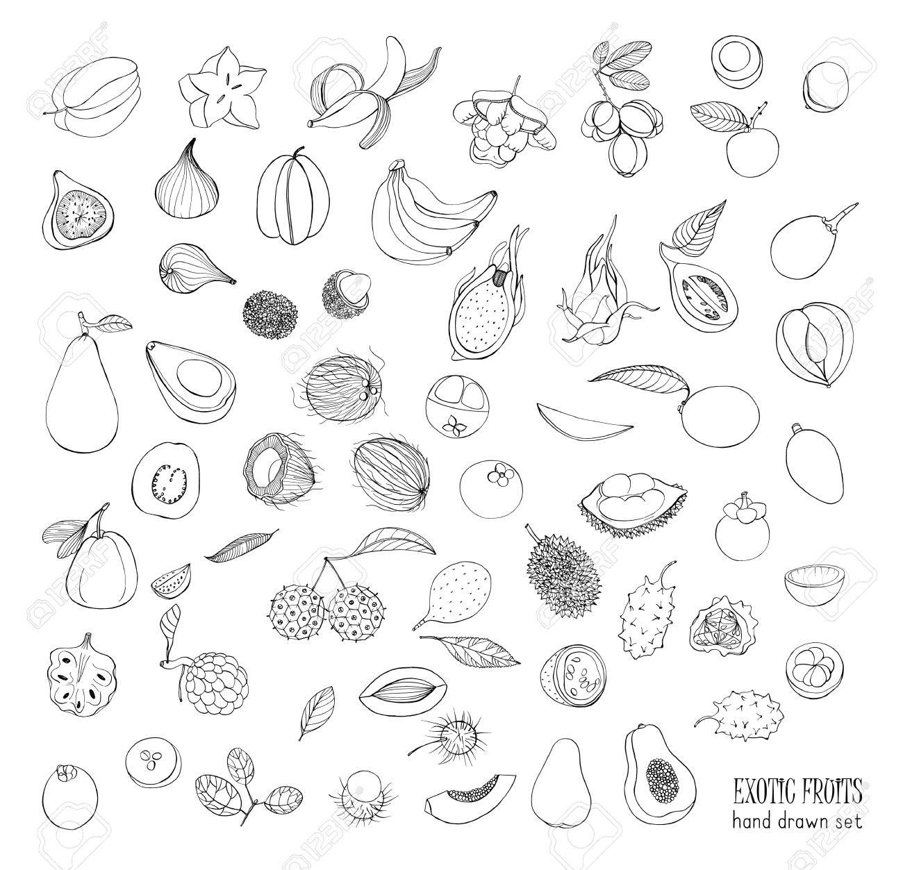 エキゾチックなトロピカル フルーツは手描きセットです 果物と断面図のコレクション アボカド アキ バナナ グアバ ハナミズキ ドリアン イチジク ゴレンシ について キワノ ココナッツ ライチ リュウガン マンゴー マンゴスチン のイラスト素材 ベクタ