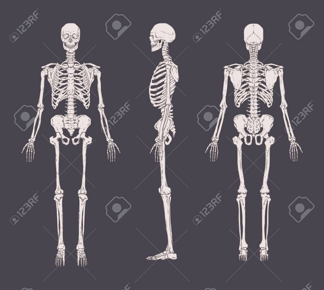 Set of realistic skeletons isolated on gray background. Anterior, lateral and posterior view. - 85204677 Set of realistic skeletons isolated on gray background. Anterior, lateral and posterior view. - 85204677