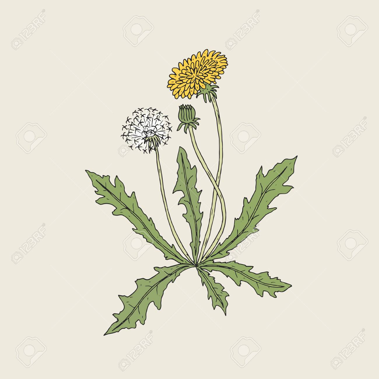 elegant detailed drawing of dandelion plant with yellow flower