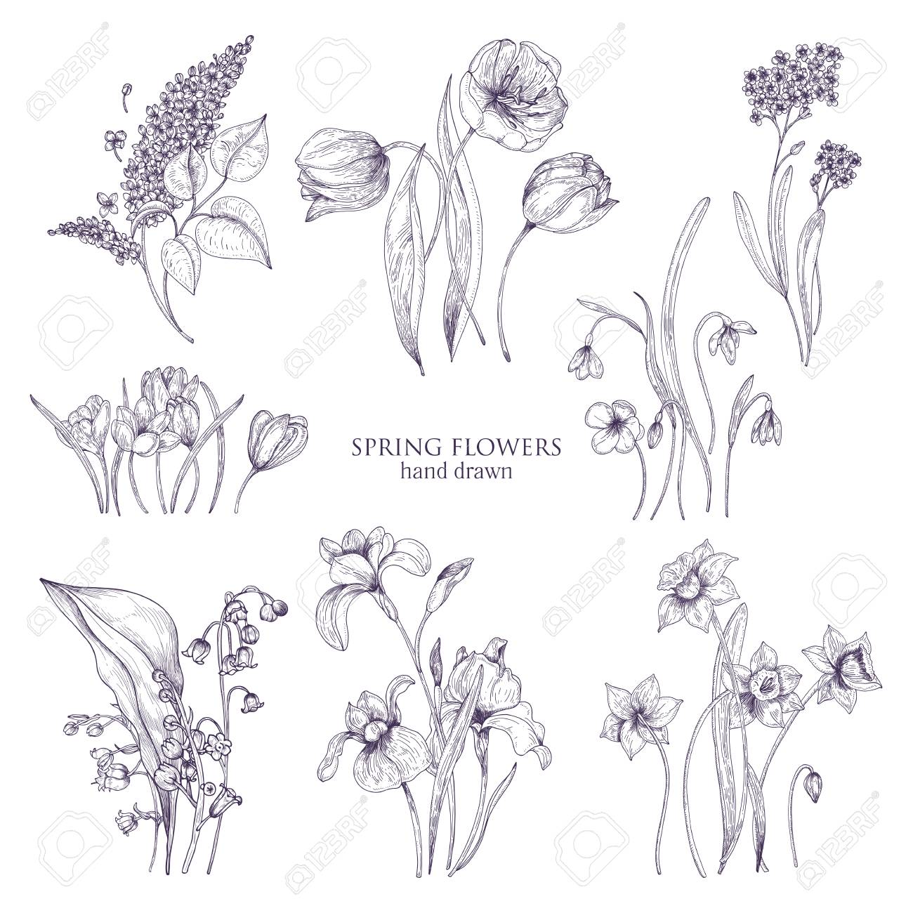 Ensemble De Magnifiques Dessins Botaniques De Fleurs Printanières Tulipe Lilas Narcisse Myosotis Crocus Muguet Iris Perce Neige Plantes En