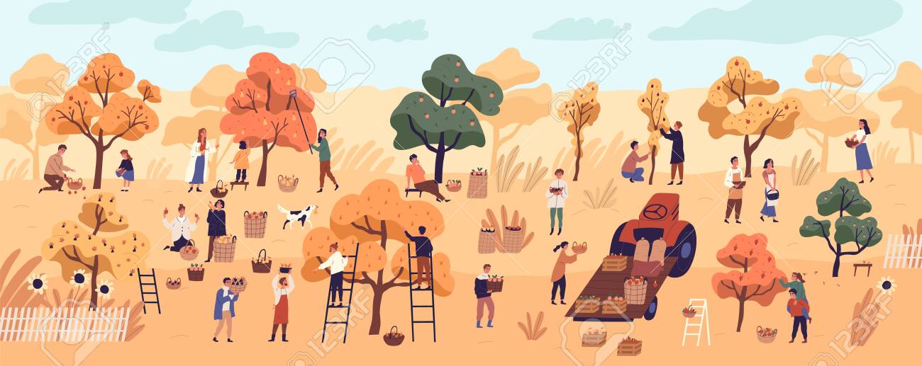 Smiling People Gathering Fruits In Orchard Or At Farm Cute Happy Young Men And Women Picking Apples In Garden Autumn Harvest Seasonal Agricultural Work Flat Cartoon Colorful Vector Illustration Royalty Free Cliparts