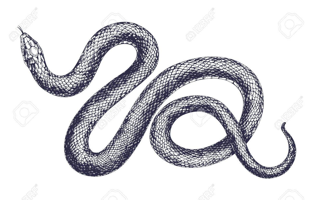 Vintage Snake Vector Engraving Illustration Hand Drawing Dangerous Reptile Isolated On White Background Realistic Tropical Wild Predator Black And White Drawing Viper Royalty Free Cliparts Vectors And Stock Illustration Image 145817046