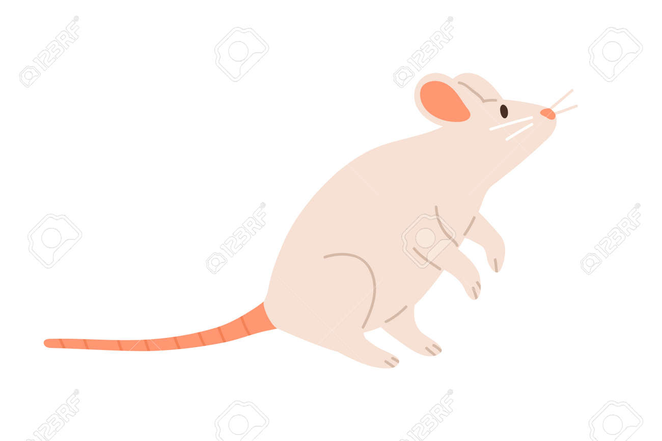 Cute White Mouse Standing On Back Paws And Sniffing. Rat With Long Tail And  Little Ears. Childish Animal Character. Colored Flat Vector Illustration  Isolated On White Background Клипарты, SVG, векторы, и Набор