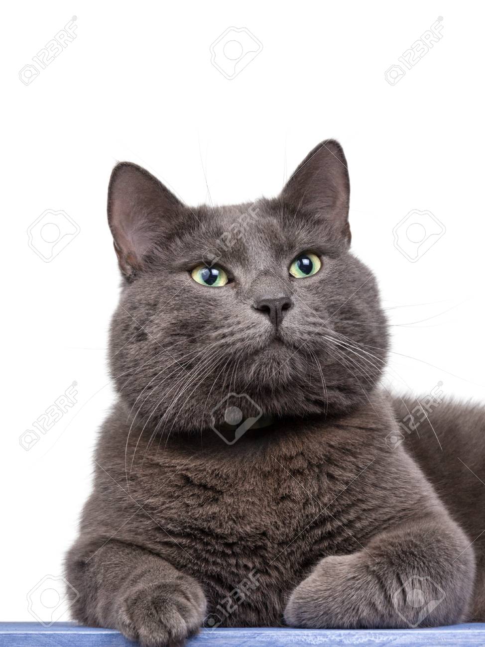 Russian blue Cat Animal Glass Chopping Board 261