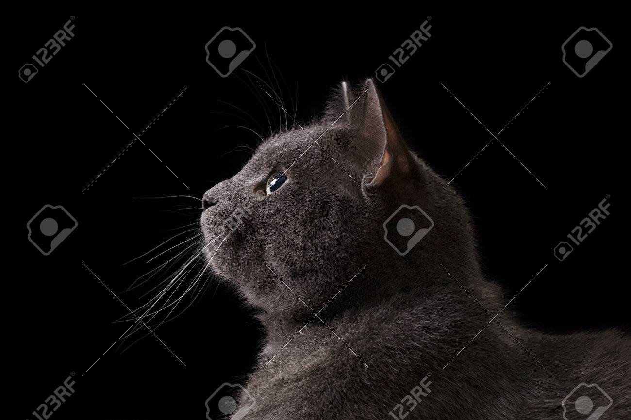 ブリティッシュショートヘアの猫を暗闇の中 黒の分離に見る の写真素材 画像素材 Image