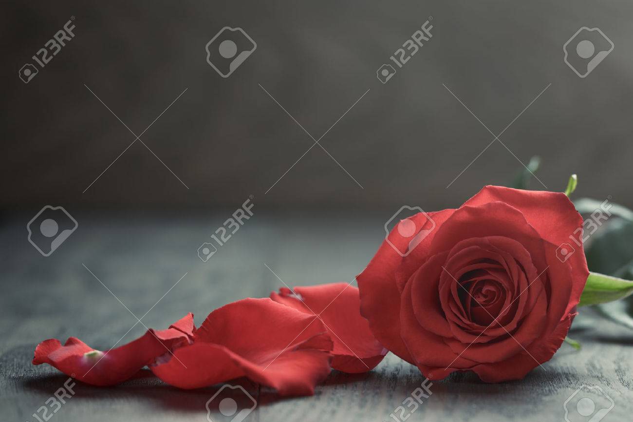 Red rose with petals on wood table - 36343955 Red rose with petals on wood table - 36343955