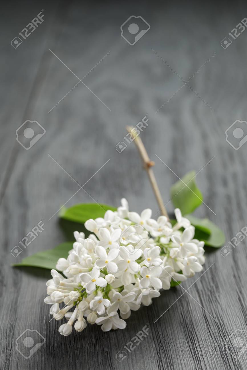 white lilac flower on old oak table summer rustic flowers stock