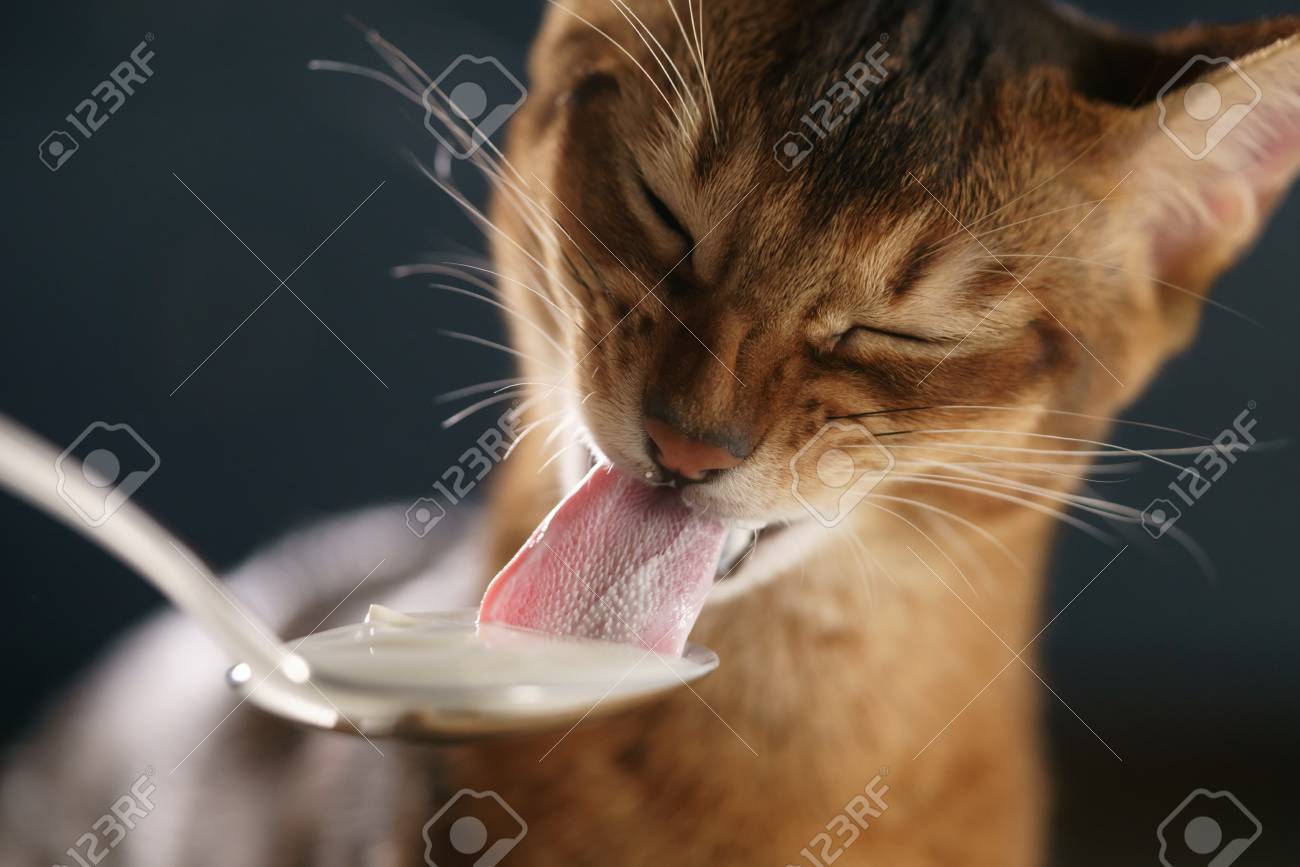 kitten eating yogurt