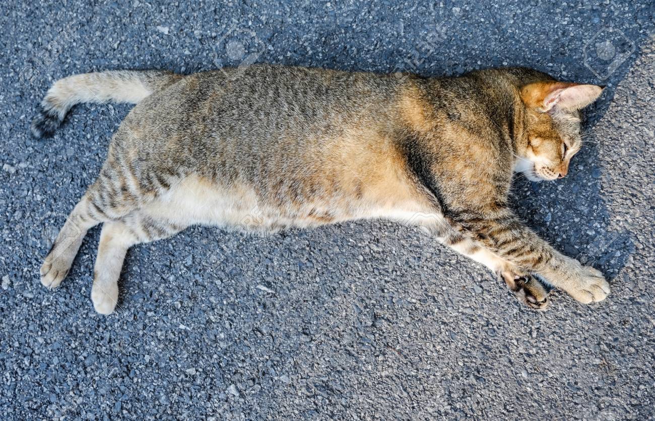 etiam-dictum-ipsum-a-felis