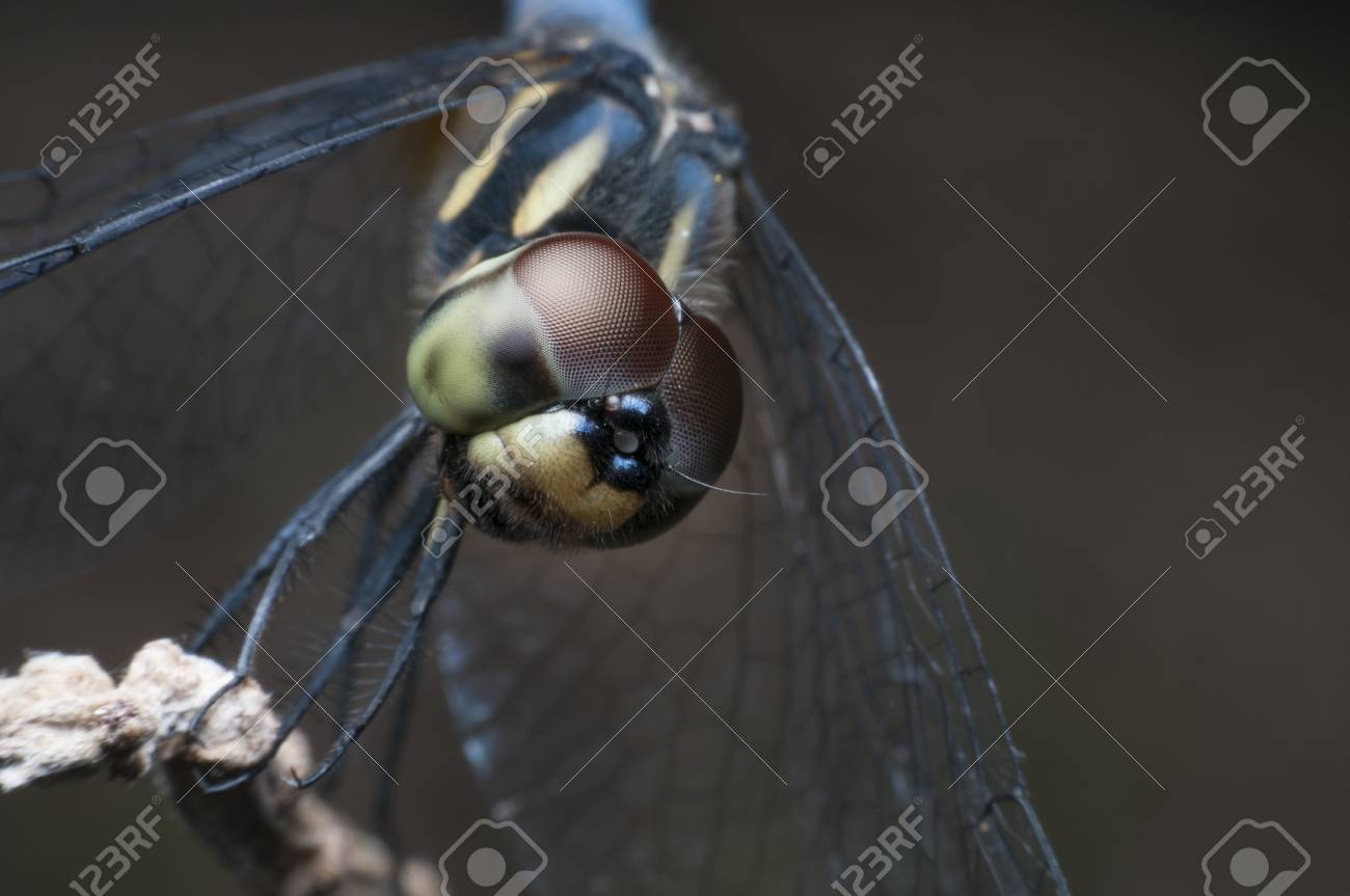 etiam-dictum-ipsum-a-felis