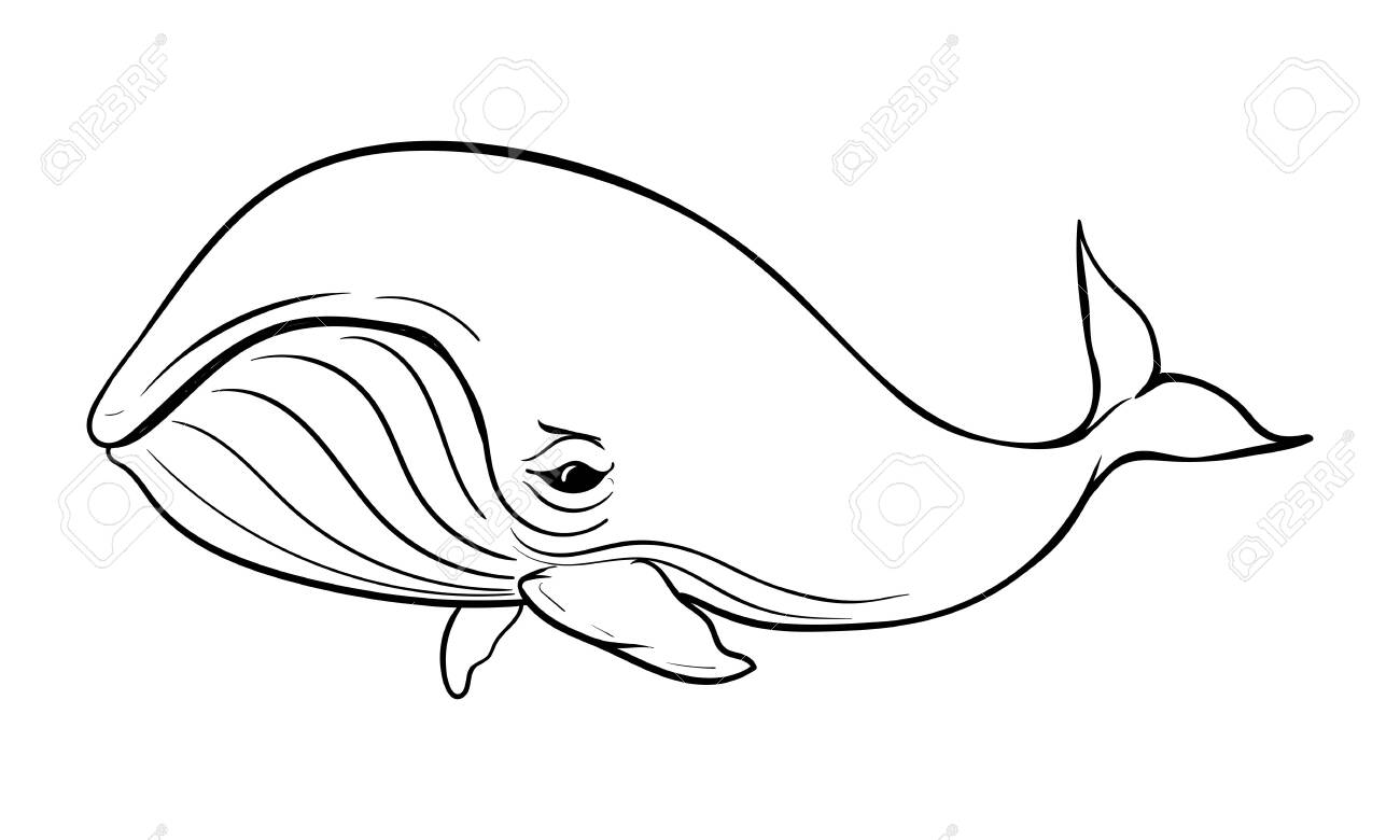 vector illustration of a humpback whale on white background with royalty free cliparts vectors and stock illustration image 128722627 vector illustration of a humpback whale on white background with