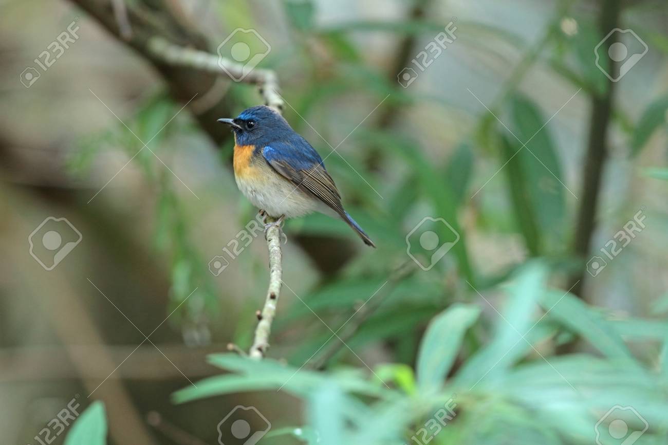 etiam-dictum-ipsum-a-felis