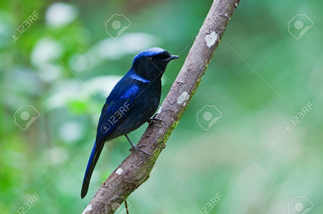 etiam-dictum-ipsum-a-felis