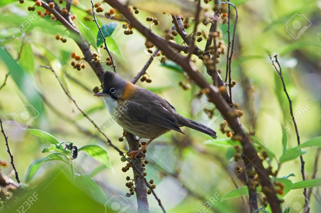 etiam-dictum-ipsum-a-felis