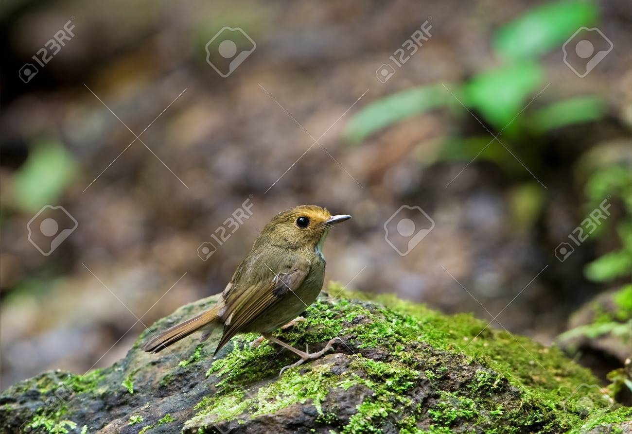 etiam-dictum-ipsum-a-felis