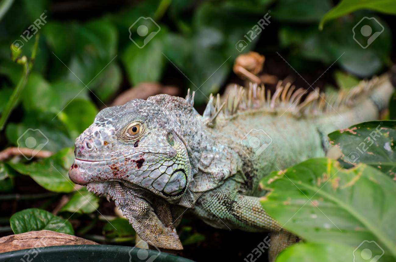 etiam-dictum-ipsum-a-felis