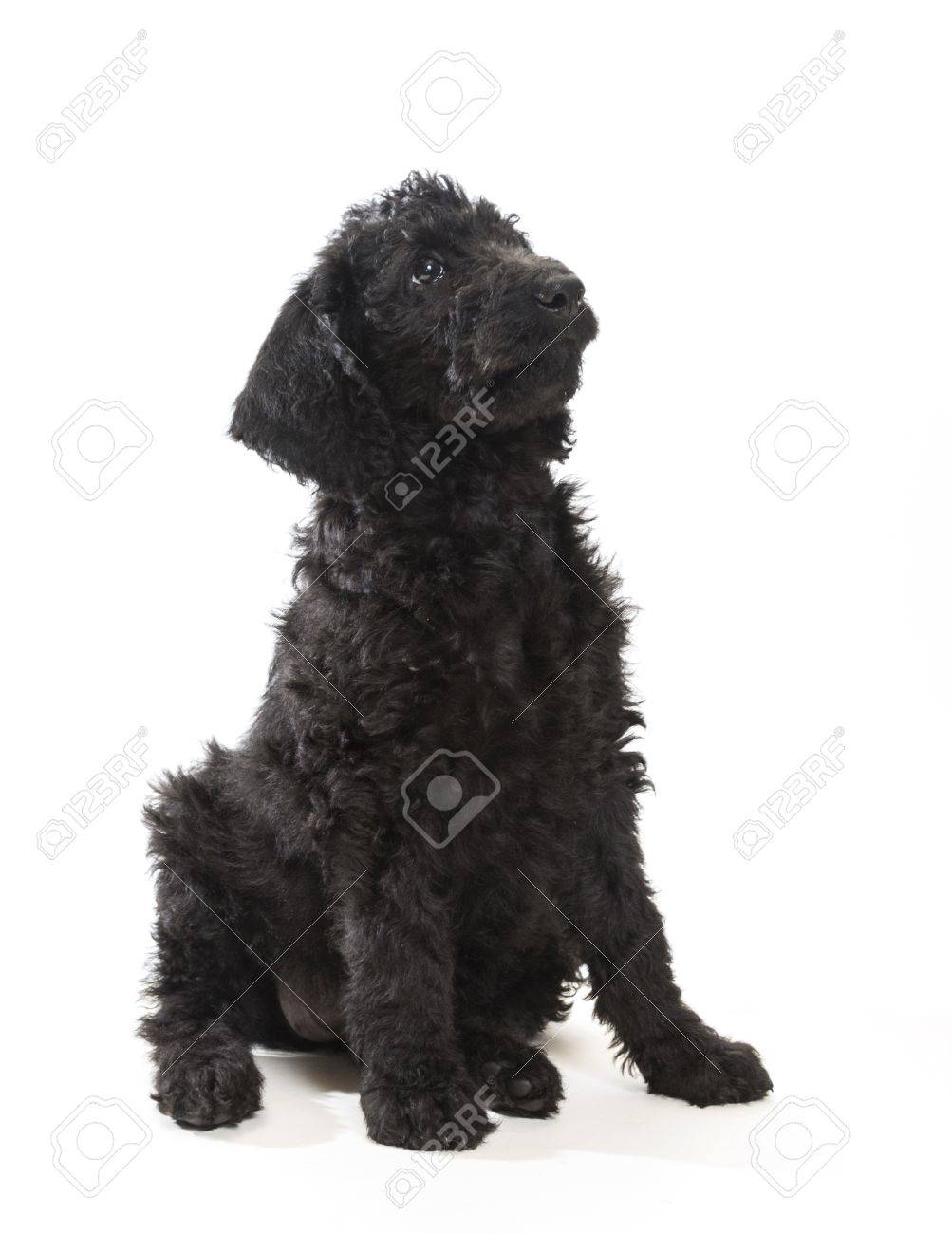 black labradoodle