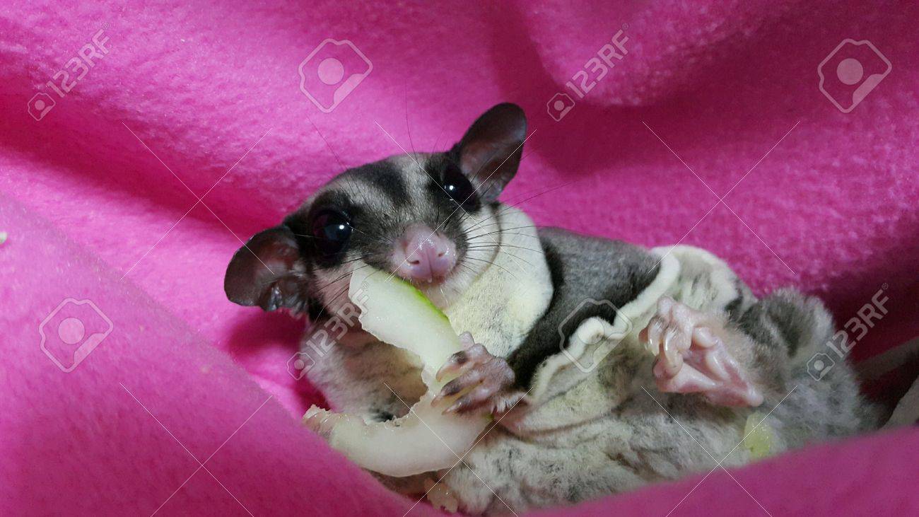 the sugar glider eating