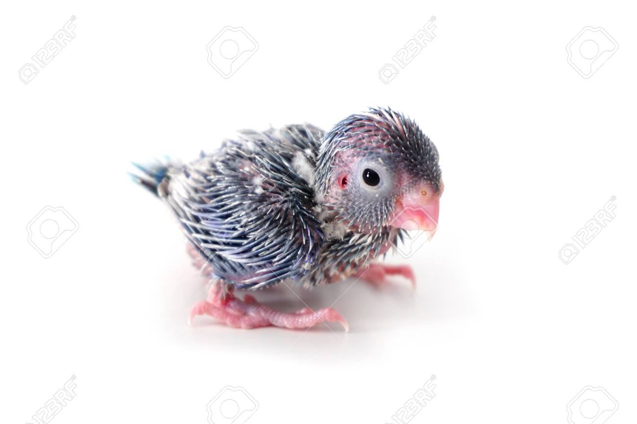 cute baby pacific parrotlet forpus coelestis perched against