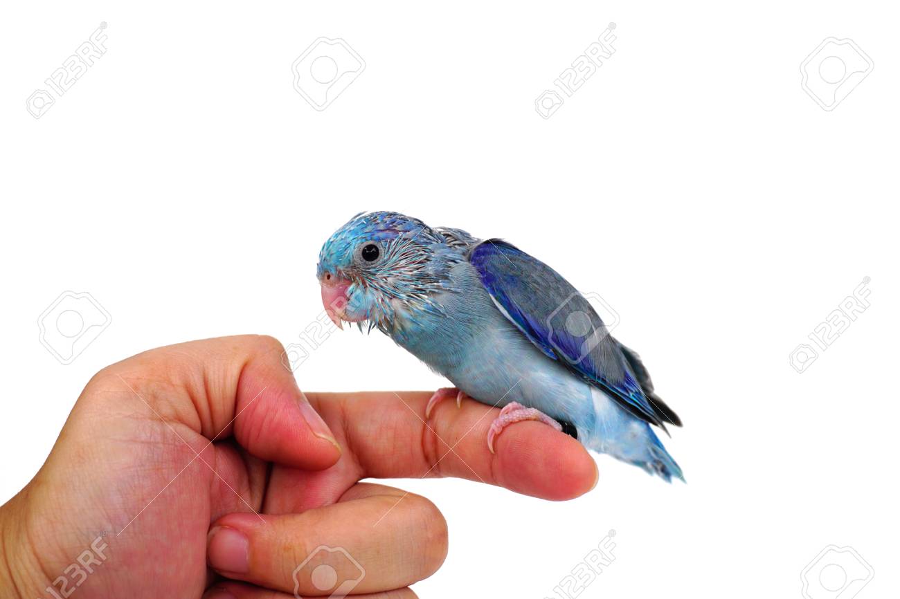cute baby pacific parrotlet forpus coelestis perched against