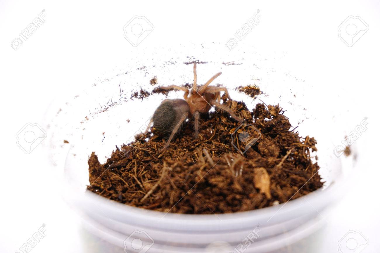 赤ちゃん Brachypelma Albiceps またはメキシコの黄金赤尻タランチュラ の写真素材 画像素材 Image