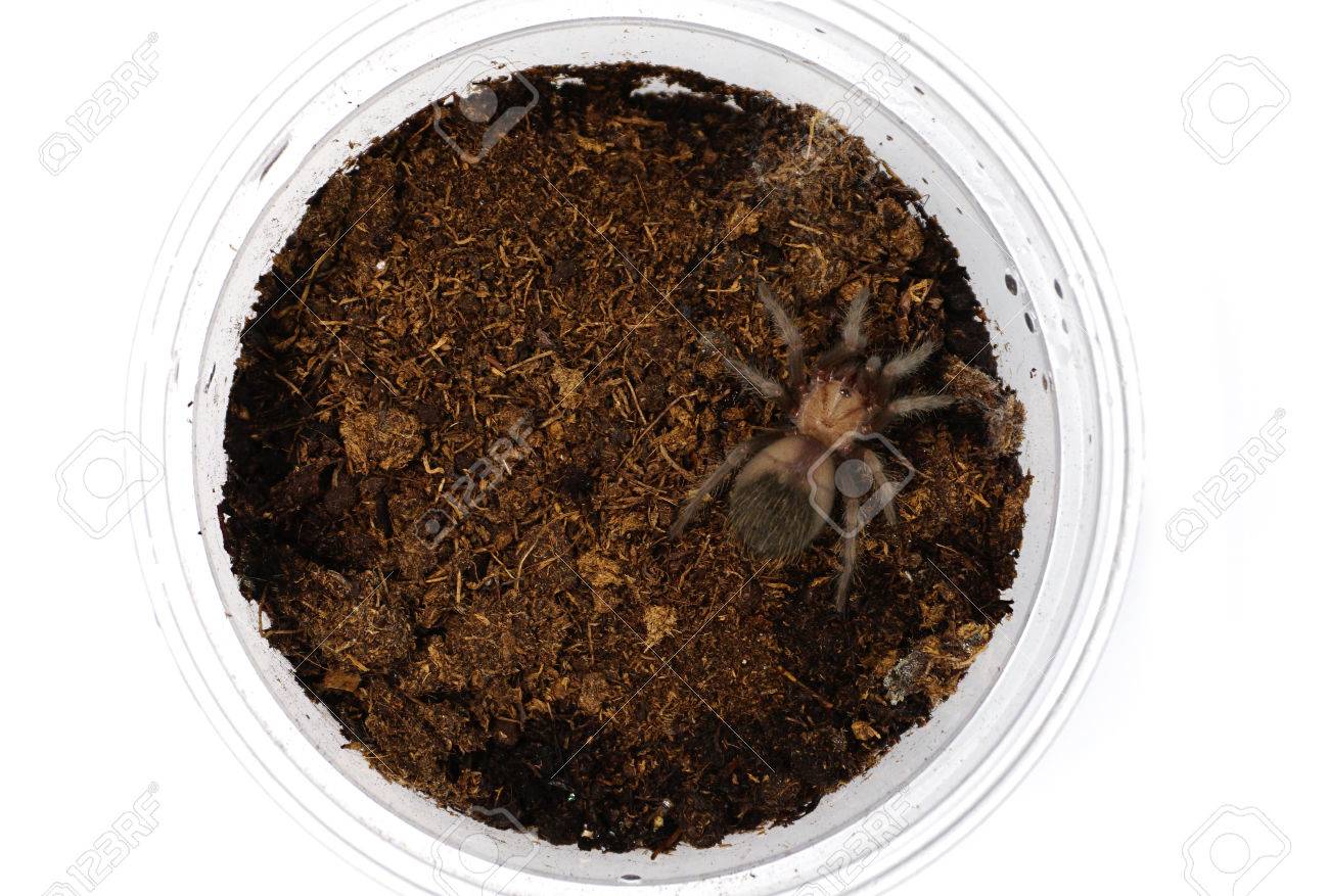 スリング Brachypelma Albiceps またはメキシコの黄金赤尻タランチュラ の写真素材 画像素材 Image