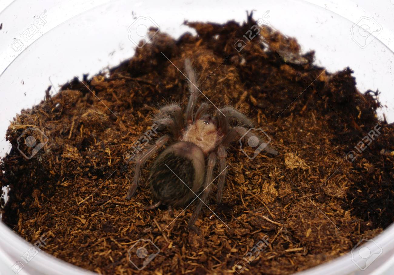 スリング Brachypelma Albiceps またはメキシコの黄金赤尻タランチュラ の写真素材 画像素材 Image