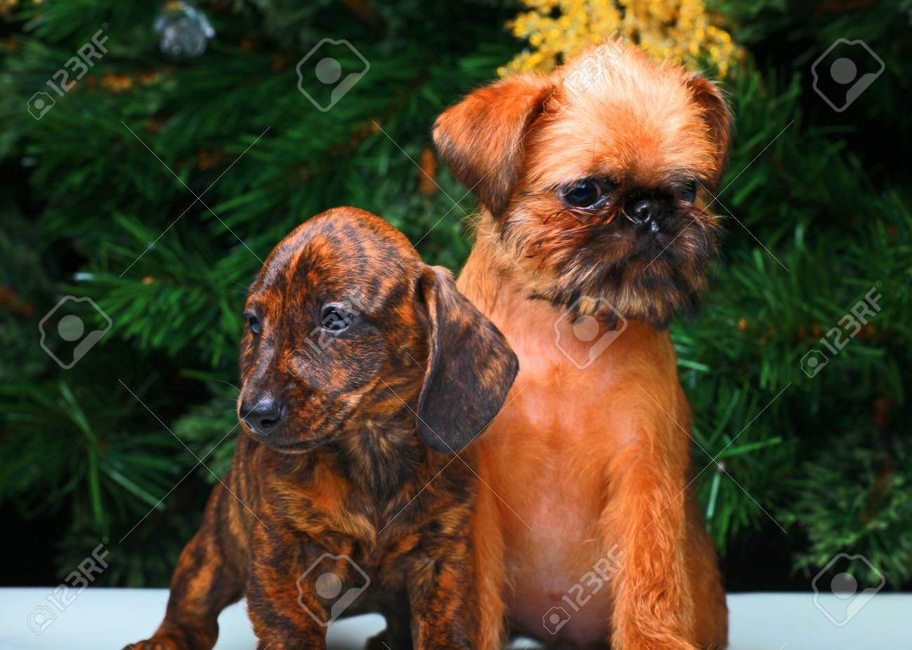 新年犬の壁紙 の写真素材 画像素材 Image