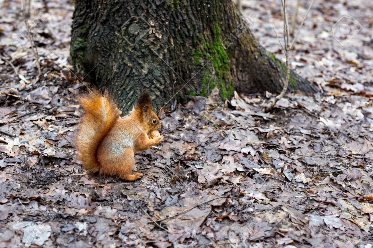 森の中の小さなかわいいリス の写真素材 画像素材 Image