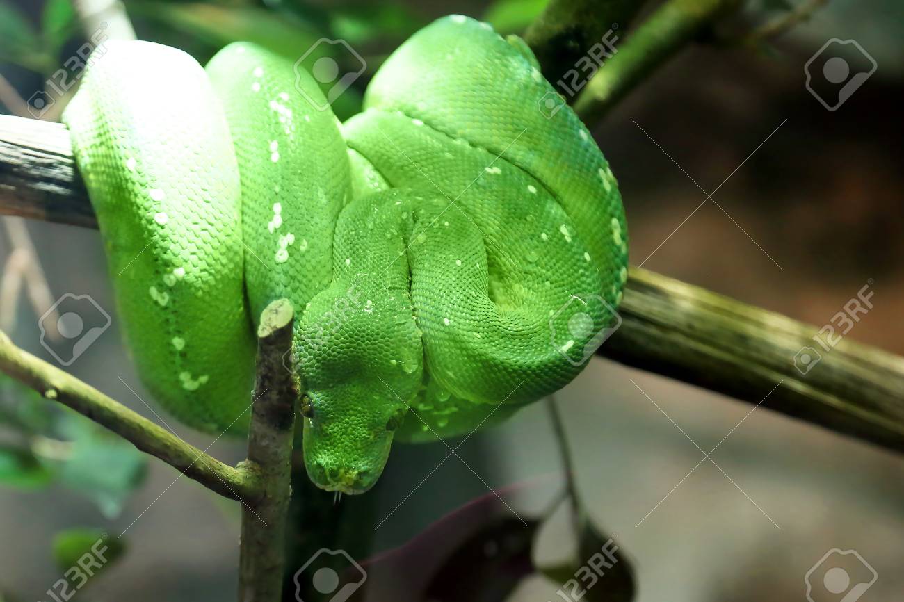 Green Tree Python Snake On A Branch Morelia Viridis Stock Photo