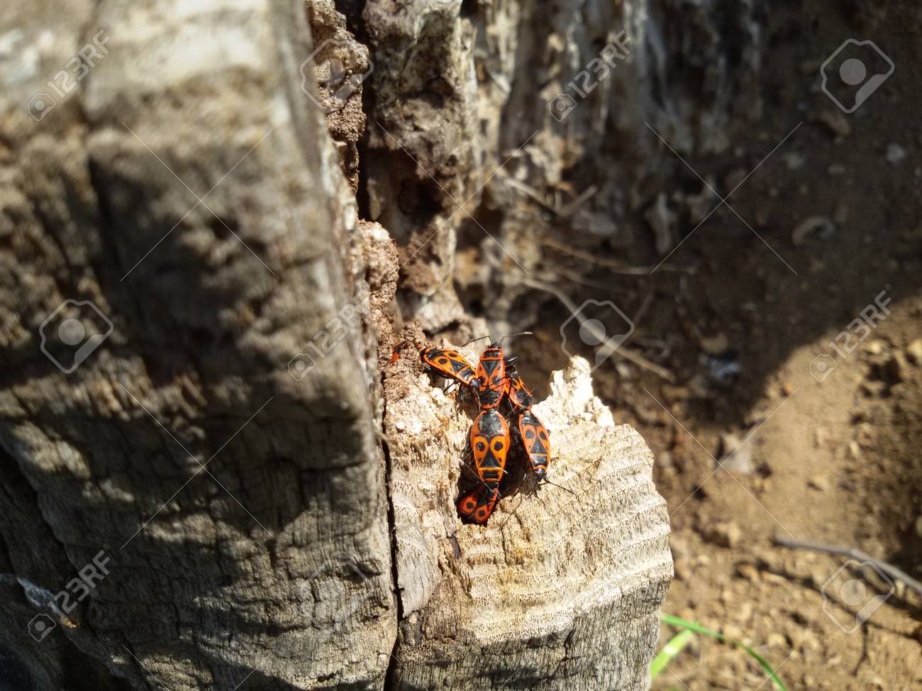 etiam-dictum-ipsum-a-felis