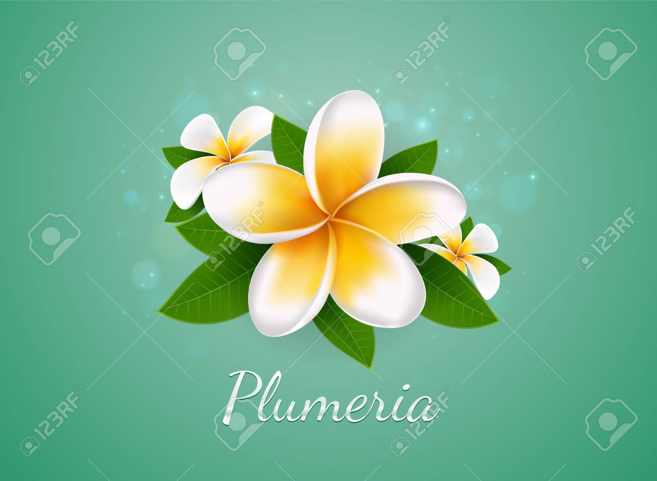 Flower Plumeria Illustration Vector Real Style On Background Bokeh Royalty Free Cliparts Vectors And Stock Illustration Image
