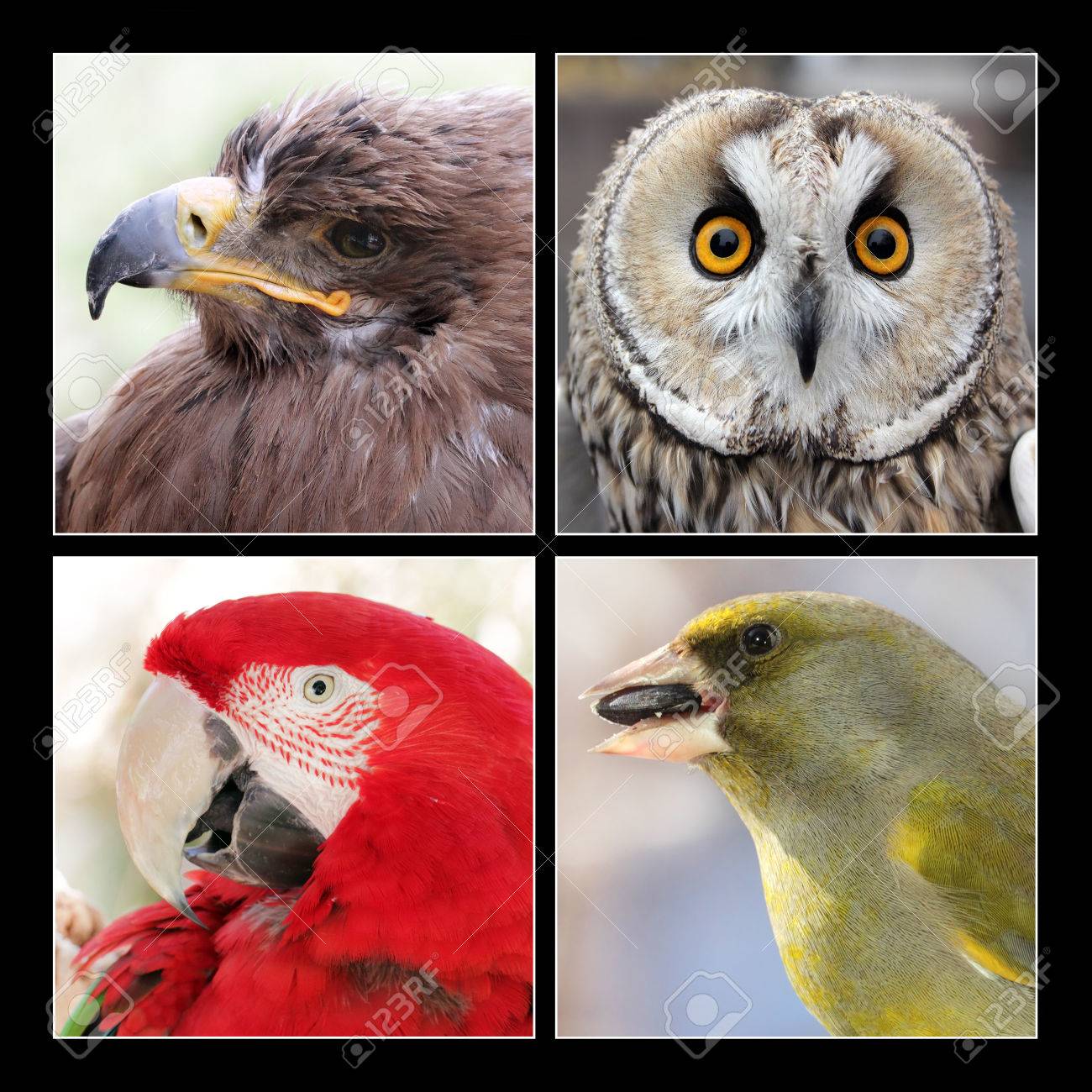 Set Of Four Different Beautiful Birds - Golden Eagle, Boreal Owl, Scarlet  Macaw Parrot Bird And Greenfinch Stock Photo, Picture and Royalty Free  Image. Image 55564773., image size:1300x1300