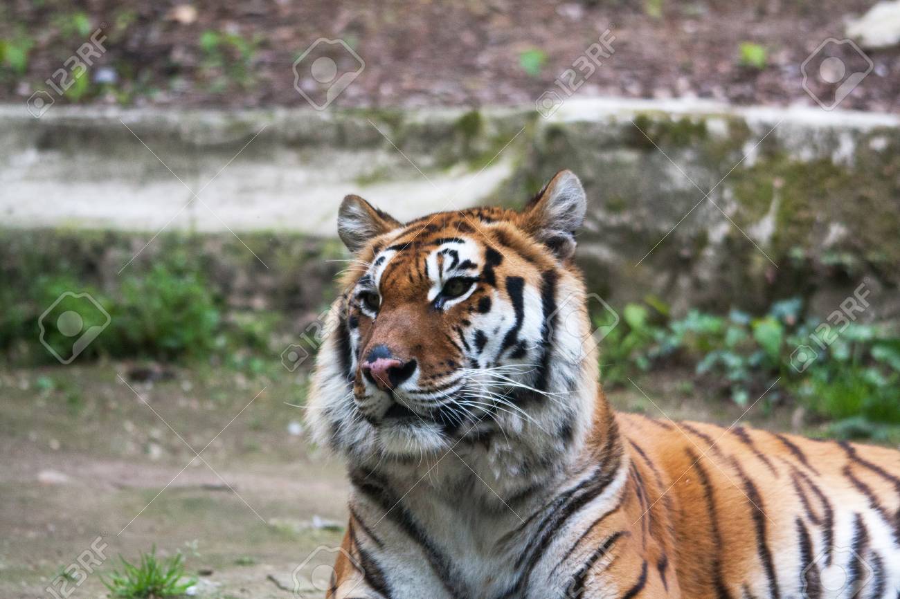 etiam-dictum-ipsum-a-felis