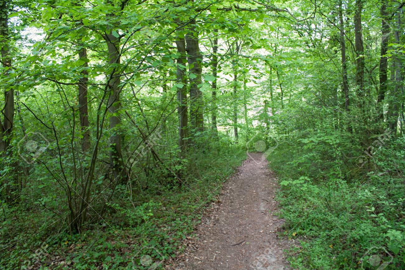 Undergrowth