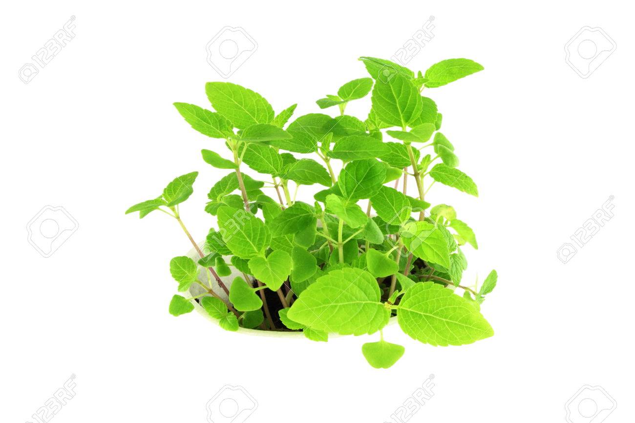 Planta De Semillas De Chia En Fondo Blanco Puro Fotos Retratos Imagenes Y Fotografia De Archivo Libres De Derecho Image