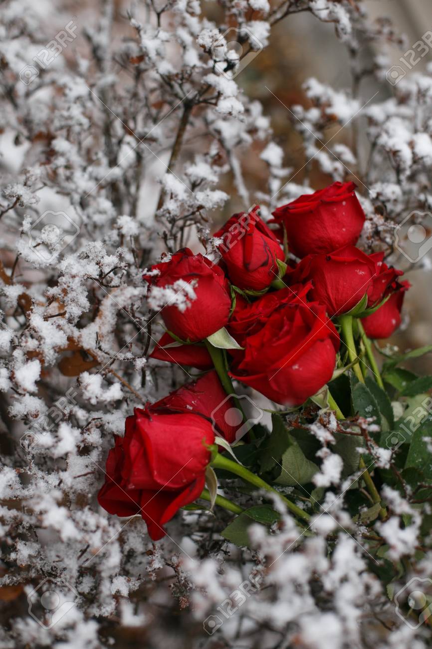Image result for beautiful red roses in snow