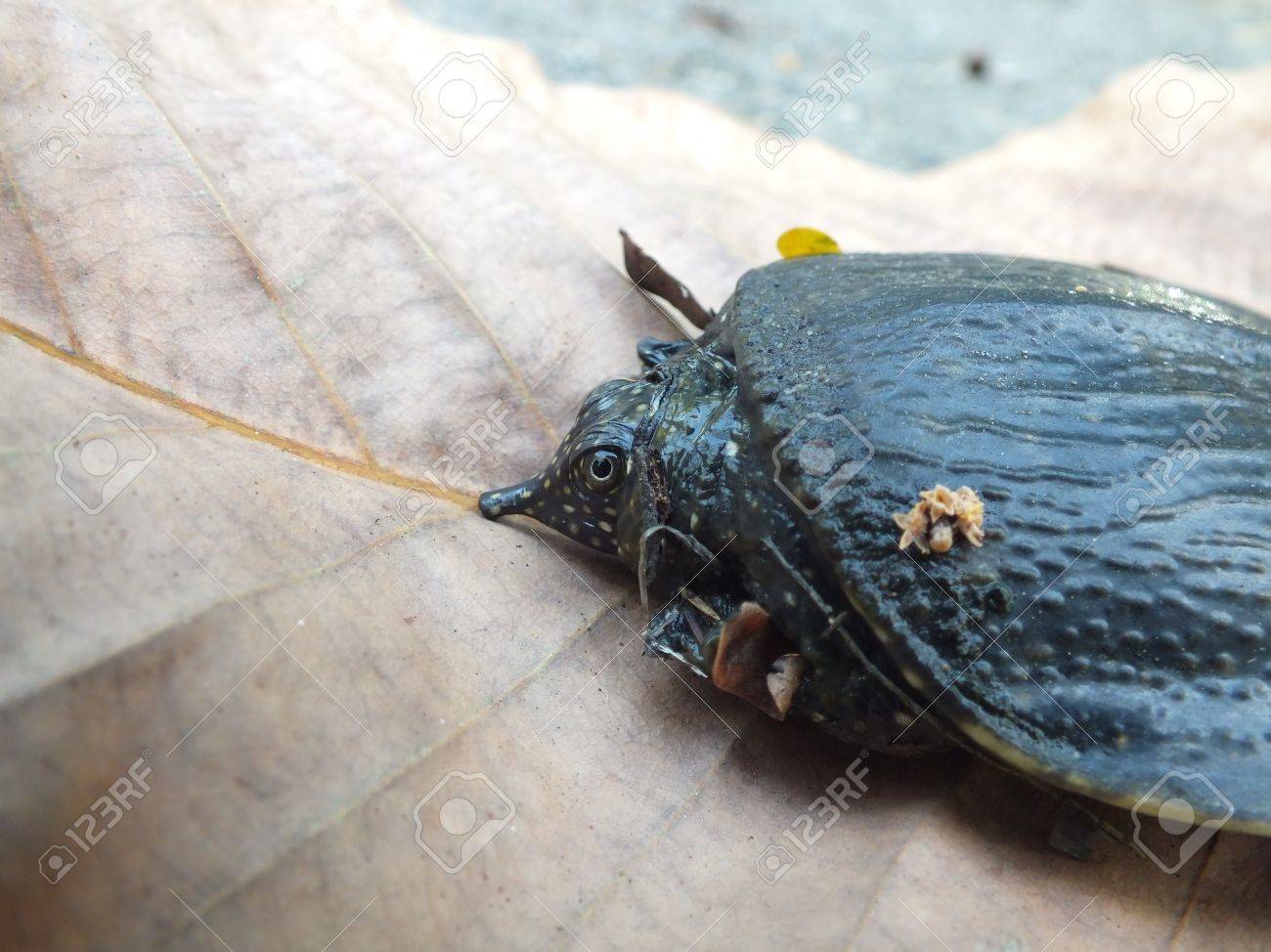 etiam-dictum-ipsum-a-felis