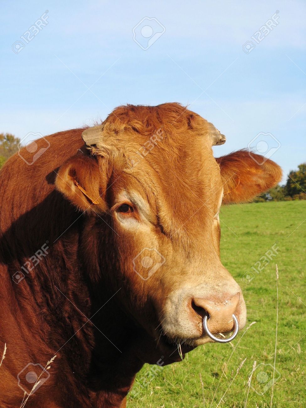 鼻リングを持つ雄牛 の写真素材 画像素材 Image