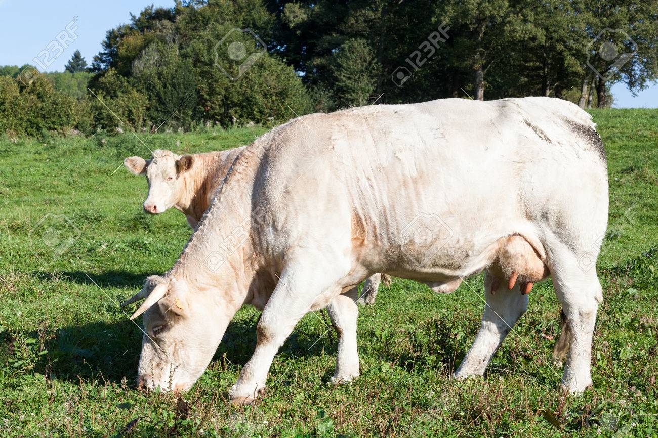 ホワイト シャロレー牛夜の光で緑の草の牧草地で放牧牛 近くには横から見た図 の写真素材 画像素材 Image