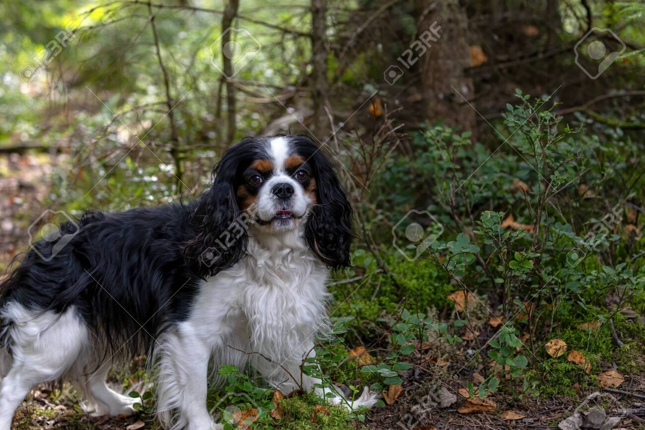 king charles spaniel hunting dog