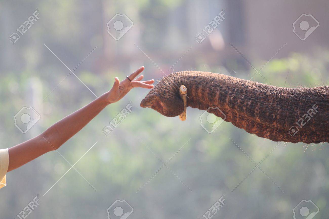 etiam-dictum-ipsum-a-felis